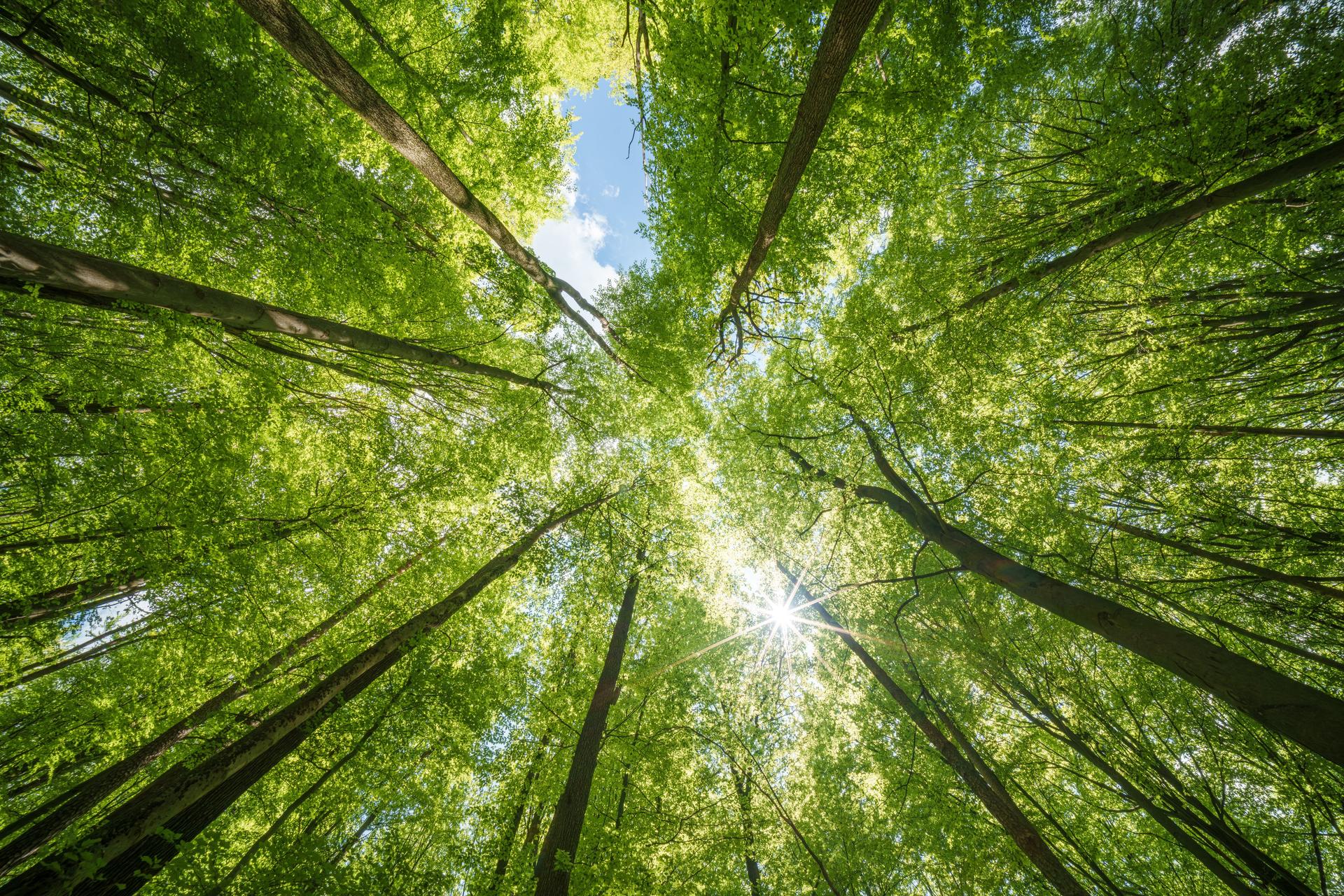 Observing the natural landscape of a deciduous forest, with the suns rays filtering through the leaves, casting tints and shades on the grassy floor below